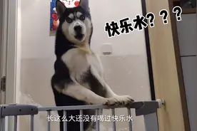 哈士奇第一次喝气泡水，二哈：你是在这水里下毒了吗？弹嘴巴！