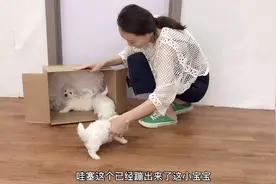 刚满月的小比熊第一次出来，不到5秒小尾巴瞬间竖成天线，太萌了视频封面