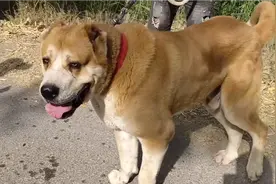 农村狗市小金毛300一只！太便宜了！视频封面