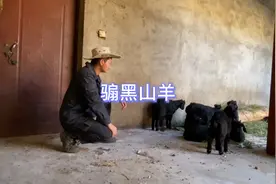 土杂黑山羊，小羊羔在1个月到3个月大就可以骟了，长大了反而伤羊