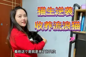 价值上万的流浪猫跑我家，撒娇卖萌就是撵不走，太不拿自己当外人视频封面