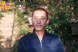 新蜂王开产为什么产雄蜂？这种情况你见过吗？听师傅怎么说吧视频封面