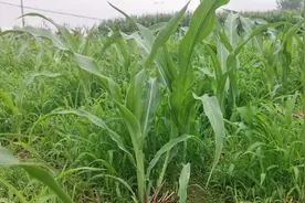 玉米刚打完除草剂就下雨，很多人纠结要不要重喷，正确做法收藏视频封面