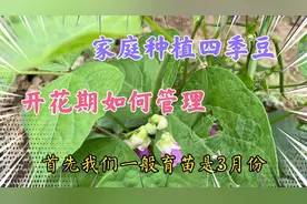 家庭种植四季豆开花期如何管理，分享养护方法四季豆结得多
