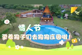 情人节和媳妇冷战带着狗子们去狗狗庄园啦！