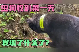 虫狗收到几个小时带上山玩“想不到还有意外惊喜”之前白担心了！视频封面
