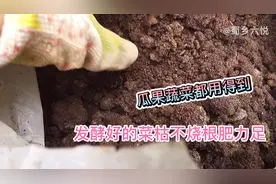 发酵7天的菜籽饼有股甜香味，种菜养花不烧根，肥力足天然有机肥