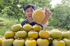 2023年第一批柿子熟了，看看水泡脆柿是怎么制作的，太简单了吧