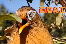 顶级画眉鸟大叫好听，镜头贴近拍摄！最美杰作视频封面