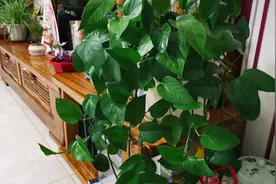 一棵绿萝七个鬼，说的是什么意思？绿萝能养家里？养花达人告诉你视频封面