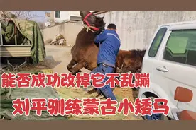 烈马难驯，刘平第二次挑战不用马鞍驯马，看看能否驯服它？