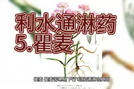 每天学习一味中草药  利水通淋药   5.瞿麦