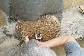 大象的脚掌受伤，被刺一个大洞，看饲养员如何修脚！视频封面