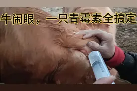 牛脑眼睛一只青霉素全搞定，怎么辨别他是炎症和虫子，请看视频。