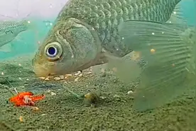 冬季钓鲫鱼红虫虽然好，但不宜存活，建议试试这3个保存方法