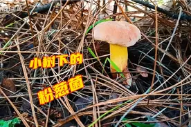 树荫下的粉嫩葱菌散发着浓浓的葱香味，小温一低头就看见啦视频封面