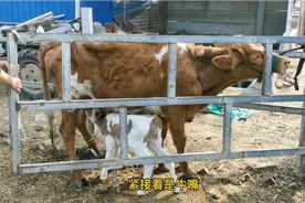 母牛500斤重，生出来的牛犊有多重？比例不及十分之一，正常吗？
