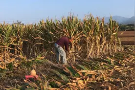 陕西关中秋收忙视频封面