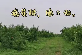 黄桃都套个纸带，原来是因为这个。