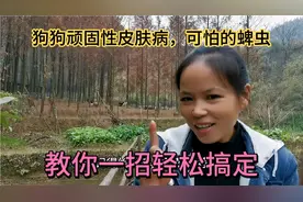 狗狗身上长蜱虫有皮肤病怎么办？我的经验实操，即简单又高效