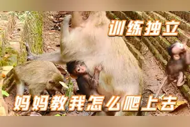 猴妈妈通过这样的手段来训练小猴子，小猴子可没耐性