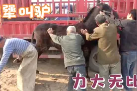 先修蹄后配种，乌头叫驴看见草驴不修了，三四个人弄不住力大无穷