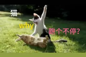 猫为什么跑个不停，那些奇怪的毛孩子知识视频封面