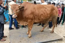 云南农村齐口土阉牛45一公斤过秤，老人买回家宰肉，保证黄膘牛