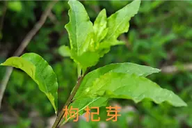 枸杞芽泡水喝功效厉害，解决很多人的健康问题，赶紧来看看吧