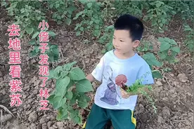 甘肃小山村的农民喜欢种紫苏 ，油含亚麻酸 补脑，降血脂，护肝视频封面