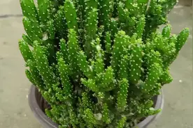友友们看看我这一盆姬珊瑚长得怎么样？特点与习性是这样的