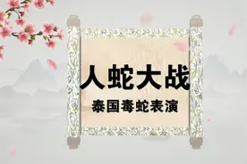 泰国毒蛇表演，国国参与表演大蟒蛇。视频封面