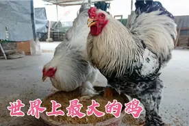 婆罗门鸡成年了 大仟养了9个月 体型确实长得很大 威风凛凛 真帅