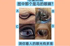 心理测试：哪个是马的眼睛，测你看人的眼光有多准？