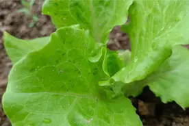 种植生菜有技巧，只要这里浇一浇，后期长得又旺又嫩又翠绿视频封面