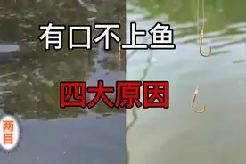浮漂有动作有口不上鱼的四大原因视频封面