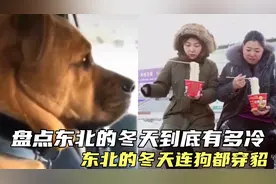 盘点东北的冬天到底有多冷，东北的狗都穿貂，南方人看了瑟瑟发抖
