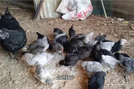 这种鸡会下，绿壳蛋，很多网友说，它下的蛋是鸭蛋视频封面