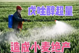 小麦过量喷施戊唑醇防病，结果造成颗粒无收，农户用农药要谨慎视频封面
