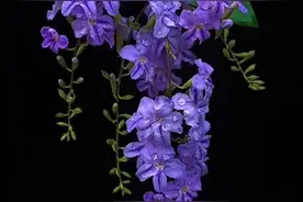 看花开花落，人生如此，留恋的世间，视频封面