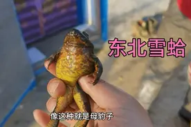 200左右一斤的林蛙，虽然是自己养殖的，但是也舍不得吃视频封面