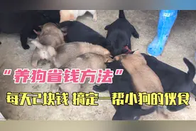 在菜市场上买2块钱一斤的猪肝喂狗 ，省钱又省时间~视频封面