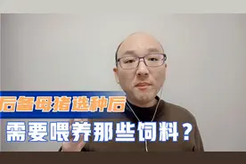 后备母猪选种后，需要喂养那些饲料？自配后备母猪饲料配方视频封面