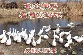 东北农家鱼池养的大鹅，精心笨养，150左右一只价怎样？视频封面