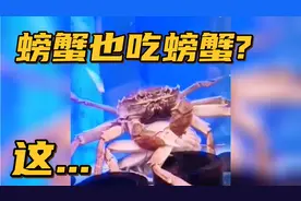 【搞笑配音】要不是亲眼所见，我都不敢相信螃蟹原来也吃螃蟹啊