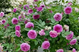 月季只长盲枝，不长花苞？看我怎么打破僵局，让月季长出花枝视频封面