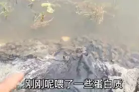 开春田螺大量产籽原来是这样产的真是长见识了