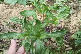 辣椒得了卷叶病怎么办呢？真实经验教你辣椒如何恢复正常视频封面