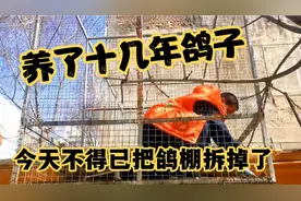 养的十几年的鸽子被院子里的住户举报污染环境，不得不拆除鸽棚！视频封面