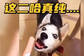 【搞笑配音】主人用火腿肠逗二哈，给二哈整无语了.......视频封面